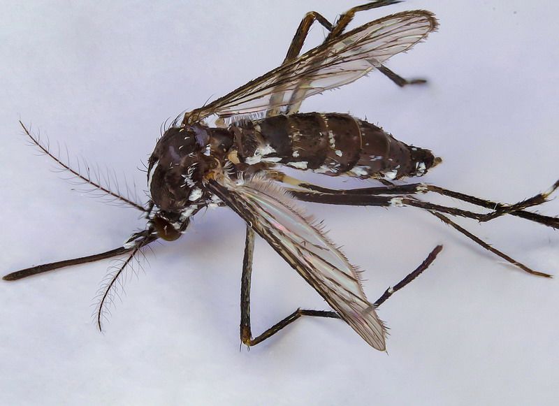 Culicidae - Aedes albopictus